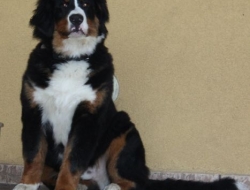 Epsylon (Sir Bentley)