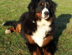 Kappa - 12 miesięcy/months (Wielka Brytania/Great Britain)