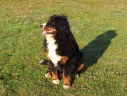 Kappa - 12 miesięcy/months (Wielka Brytania/Great Britain)