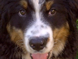 LARGO