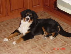 Bettina