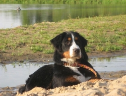 Dama