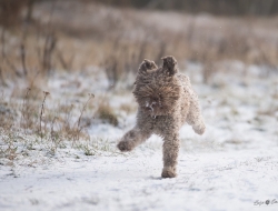 DSC_8224